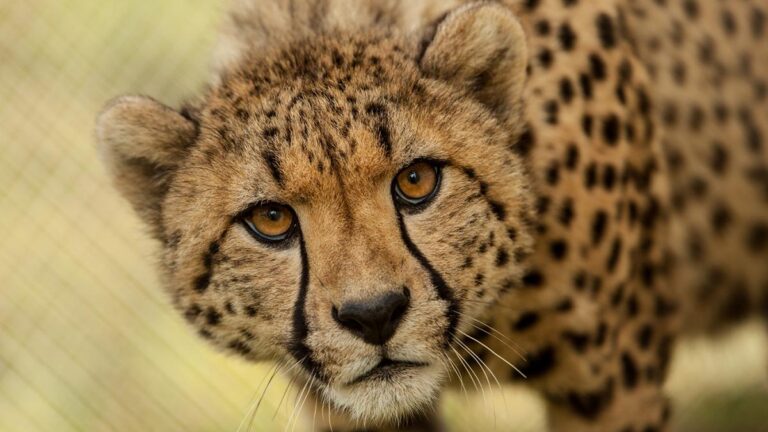 <strong>In Madhya Pradesh, 12 cheetahs have arrived from South Africa: 10 points</strong>